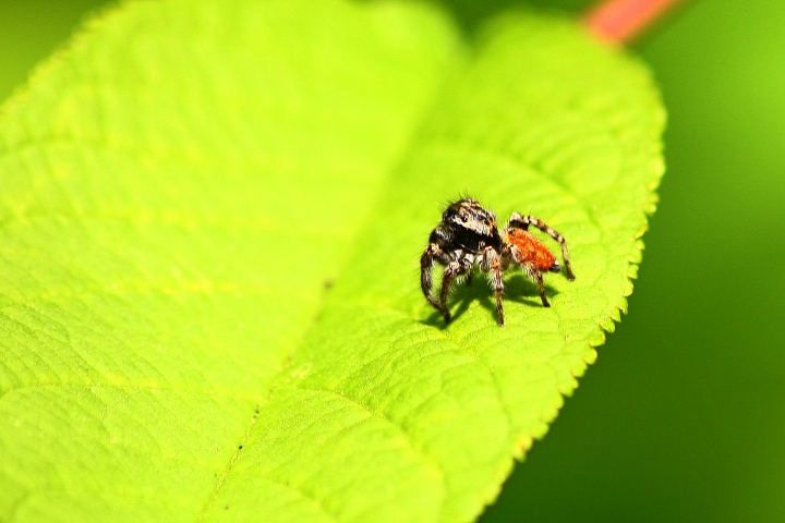 Carrhotus xanthogramma